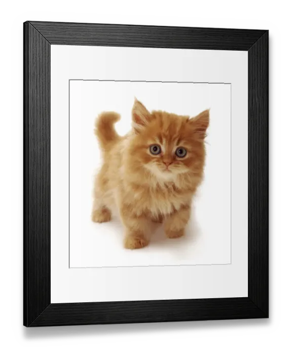 Framed Print : Ginger Domestic cat kitten {Felis catus} UK Framed Print : Ginger Domestic cat kitten {Felis catus} UK