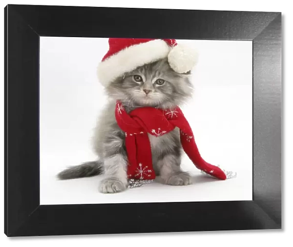 Maine Coon kitten wearing a Father Christmas hat and scarf