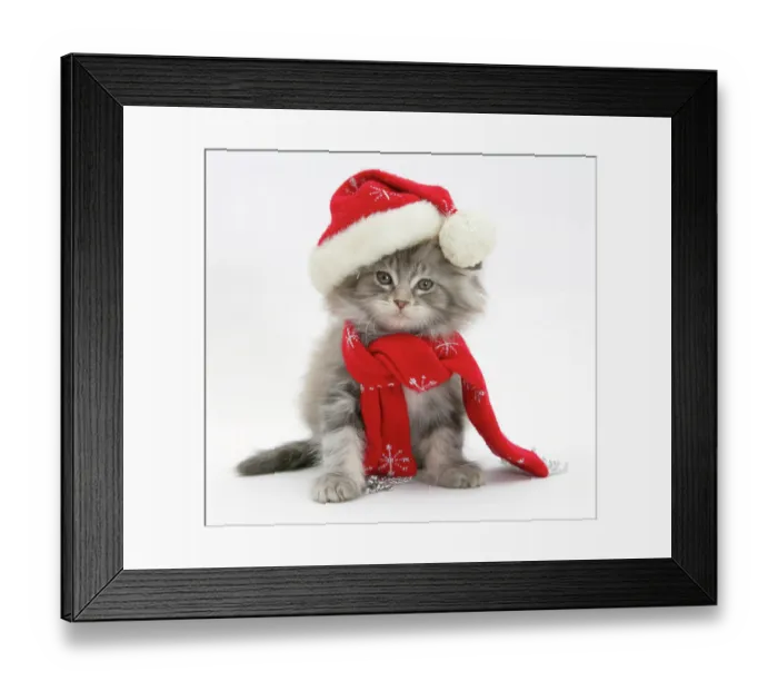 Framed Print : Maine Coon kitten wearing a Father Christmas hat and scarf Framed Print : Maine Coon kitten wearing a Father Christmas hat and scarf