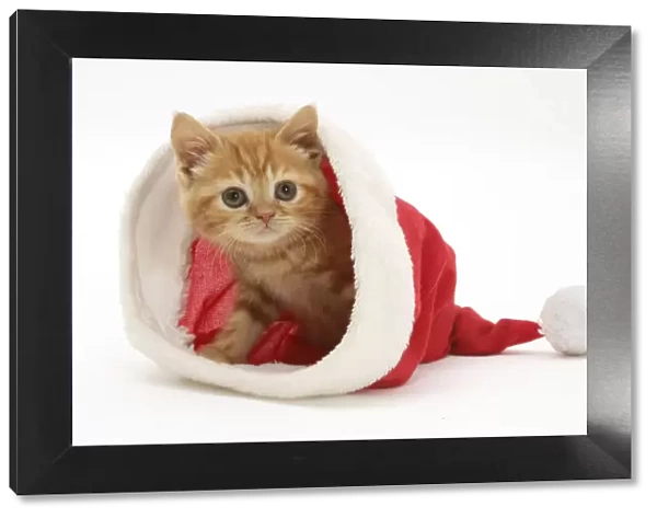 Red tabby kitten in a Father Christmas hat