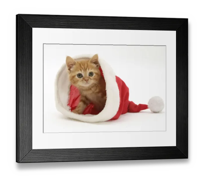 Framed Print : Red tabby kitten in a Father Christmas hat Framed Print : Red tabby kitten in a Father Christmas hat