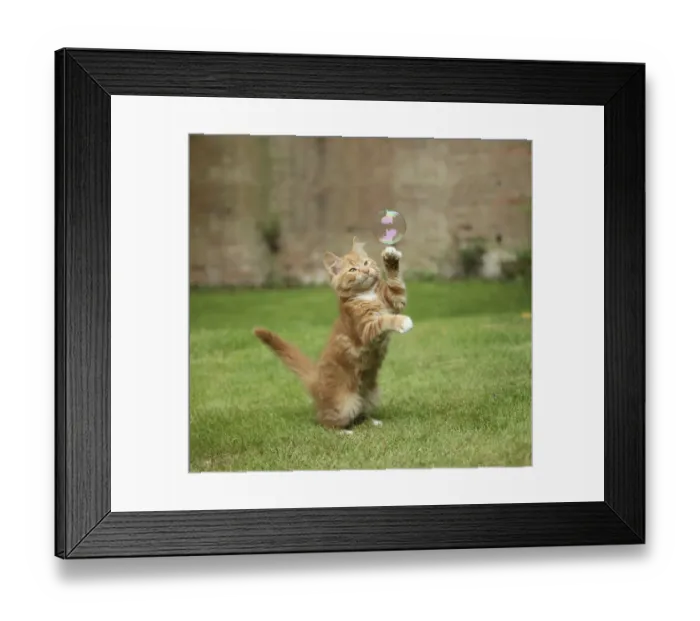 Framed Print : Ginger kitten on grass swiping at a soap bubble Framed Print : Ginger kitten on grass swiping at a soap bubble