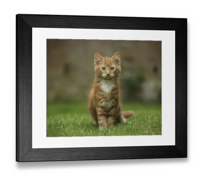 Framed Print : Portrait of a ginger kitten on grass Framed Print : Portrait of a ginger kitten on grass
