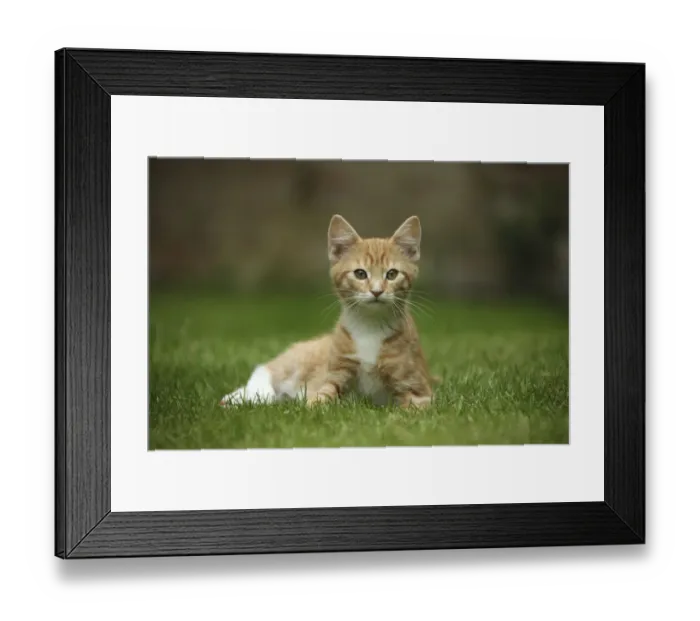 Framed Print : Portrait of ginger kitten lying on grass Framed Print : Portrait of ginger kitten lying on grass