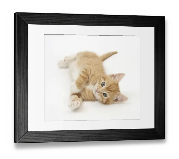 Framed Print : Ginger kitten rolling on his back Framed Print : Ginger kitten rolling on his back