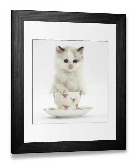 Framed Print : Colourpoint kitten in a tea cup Framed Print : Colourpoint kitten in a tea cup