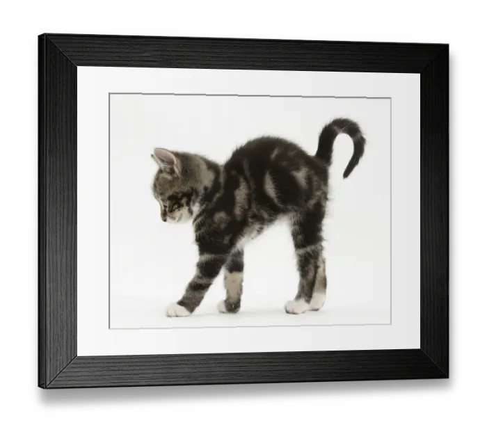 Framed Print : Tabby kitten stretching with arched back Framed Print : Tabby kitten stretching with arched back