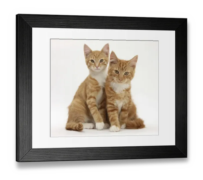 Framed Print : Portrait of two ginger kittens Framed Print : Portrait of two ginger kittens