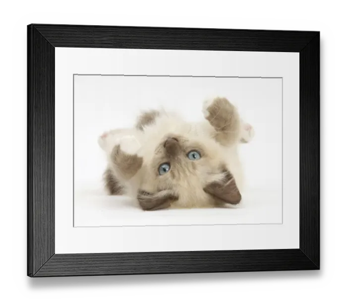 Framed Print : Birman-cross kitten playfully rolling Framed Print : Birman-cross kitten playfully rolling