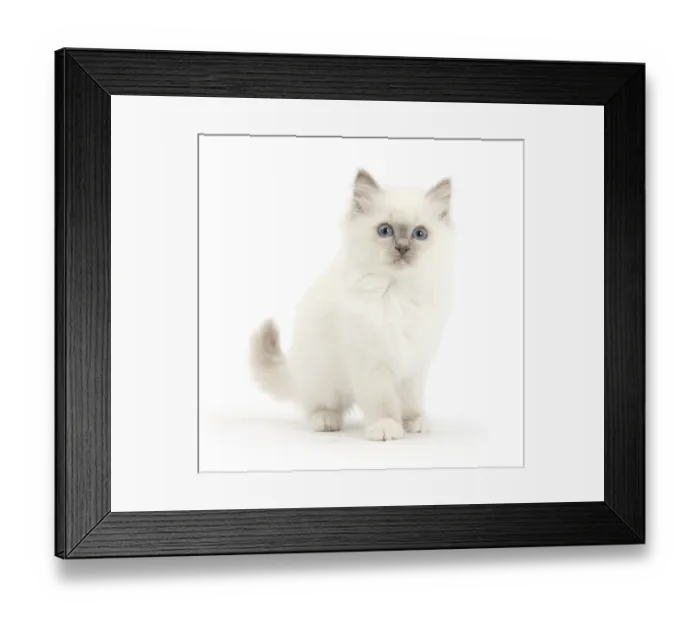 Framed Print : Blue point kitten with wide eyes Framed Print : Blue point kitten with wide eyes