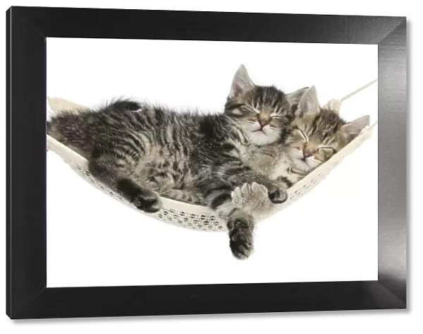 Two cute tabby kittens, Stanley and Fosset, 7 weeks, sleeping in a hammock