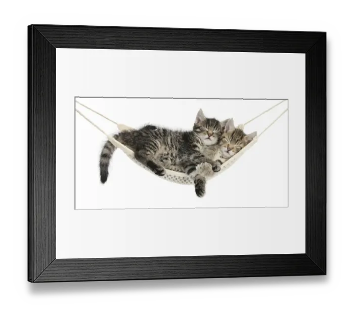 Framed Print : Two cute tabby kittens, Stanley and Fosset, 7 weeks, sleeping in a hammock Framed Print : Two cute tabby kittens, Stanley and Fosset, 7 weeks, sleeping in a hammock