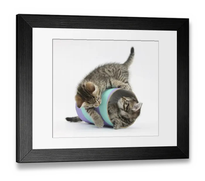 Framed Print : Two cute tabby kittens, Stanley and Fosset, 7 weeks, playing with a tube Framed Print : Two cute tabby kittens, Stanley and Fosset, 7 weeks, playing with a tube