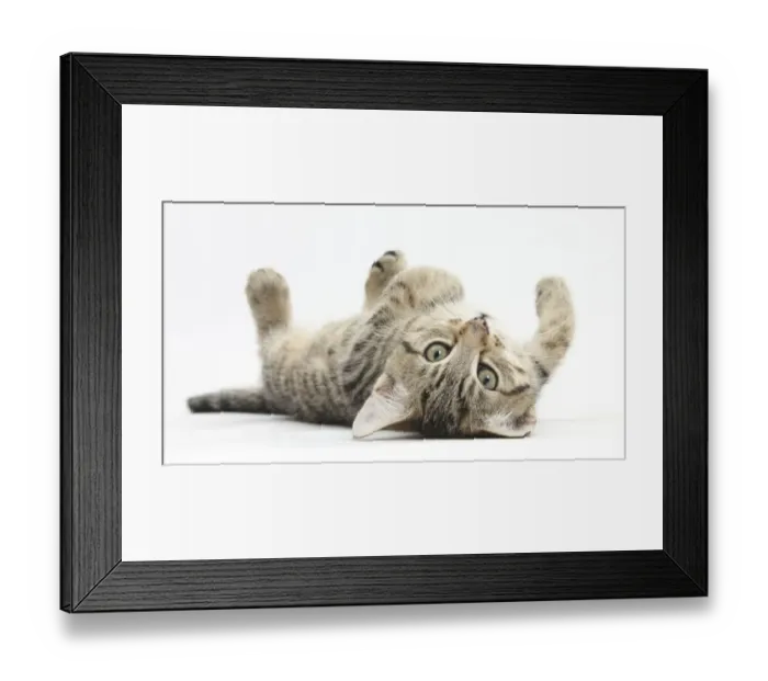 Framed Print : Tabby male kitten, Stanley, 12 weeks, rolling playfully on his back Framed Print : Tabby male kitten, Stanley, 12 weeks, rolling playfully on his back