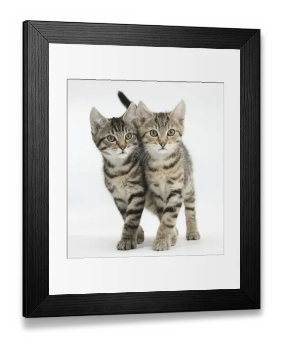 Framed Print : Tabby kittens, Stanley and Fosset, 12 weeks, walking together in unison Framed Print : Tabby kittens, Stanley and Fosset, 12 weeks, walking together in unison