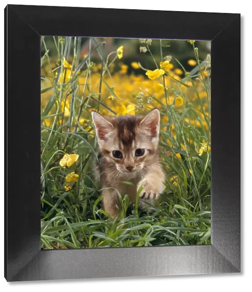 Domestic Cat {Felis catus} 6-week, Abyssinian kitten walking in grass with Buttercups