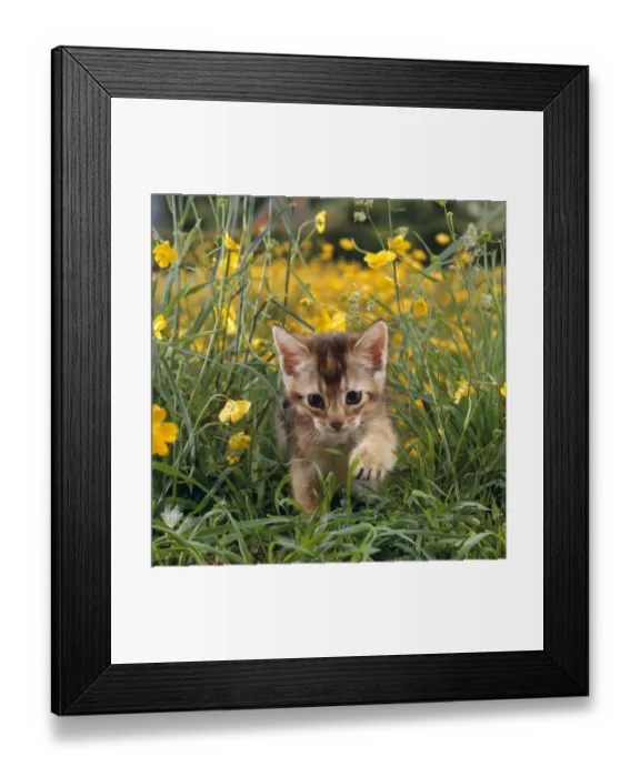 Framed Print : Domestic Cat {Felis catus} 6-week, Abyssinian kitten walking in grass with Buttercups Framed Print : Domestic Cat {Felis catus} 6-week, Abyssinian kitten walking in grass with Buttercups