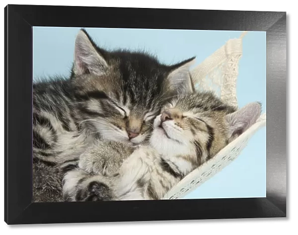 Two cute tabby kittens asleep in a hammock