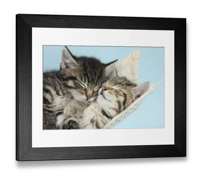 Framed Print : Two cute tabby kittens asleep in a hammock Framed Print : Two cute tabby kittens asleep in a hammock