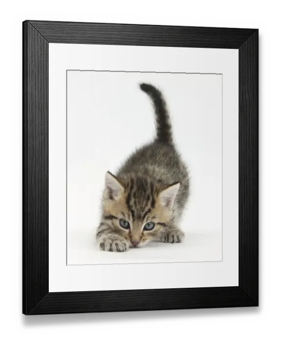 Framed Print : Cute playful tabby kitten, Stanley, 6 weeks old Framed Print : Cute playful tabby kitten, Stanley, 6 weeks old