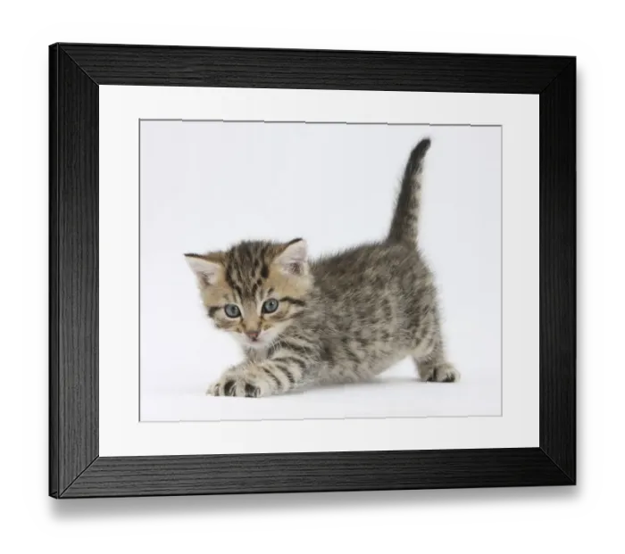 Framed Print : Cute playful tabby kitten, Stanley, 6 weeks old Framed Print : Cute playful tabby kitten, Stanley, 6 weeks old
