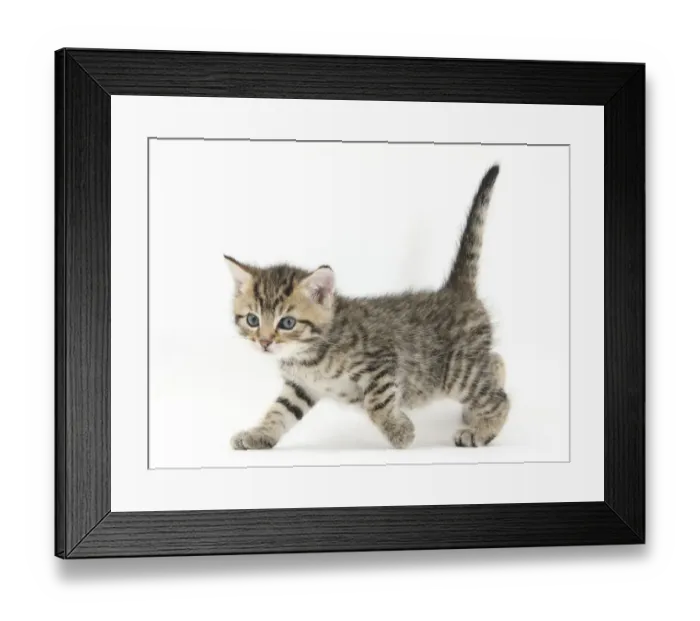 Framed Print : RF- Cute tabby kitten, Stanley, aged 6 weeks, walking Framed Print : RF- Cute tabby kitten, Stanley, aged 6 weeks, walking
