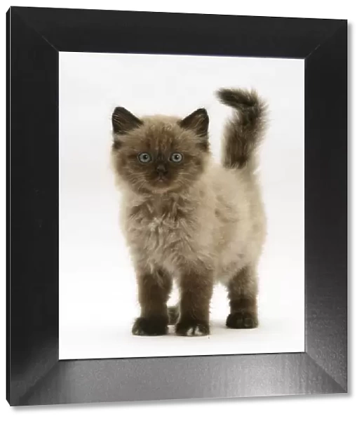Chocolate Birman-cross kitten, against white background