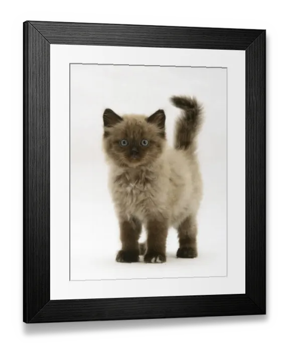 Framed Print : Chocolate Birman-cross kitten, against white background