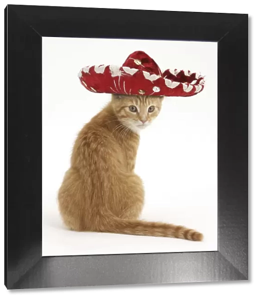Ginger kitten, Tom, 3 months, looking over his shoulder, wearing a Sombrero hat