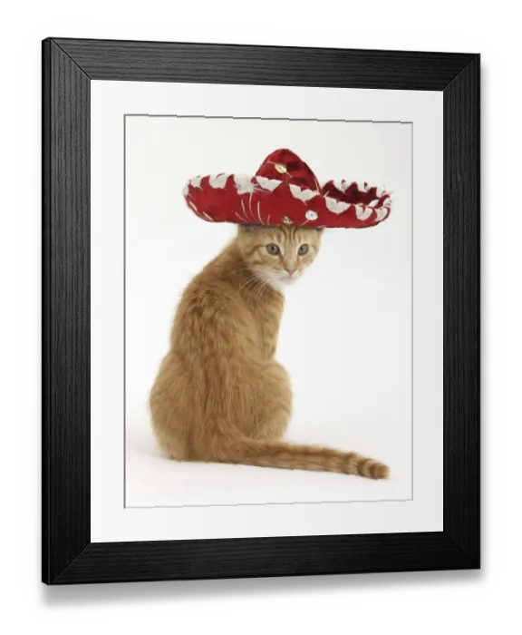 Framed Print : Ginger kitten, Tom, 3 months, looking over his shoulder, wearing a Sombrero hat Framed Print : Ginger kitten, Tom, 3 months, looking over his shoulder, wearing a Sombrero hat