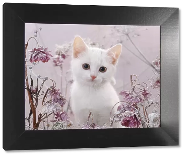 Amber-eyed white kitten, among frosty everlasting daisies and cow parsley deadheads