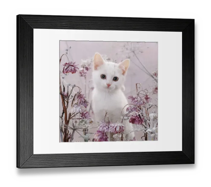 Framed Print : Amber-eyed white kitten, among frosty everlasting daisies and cow parsley deadheads Framed Print : Amber-eyed white kitten, among frosty everlasting daisies and cow parsley deadheads