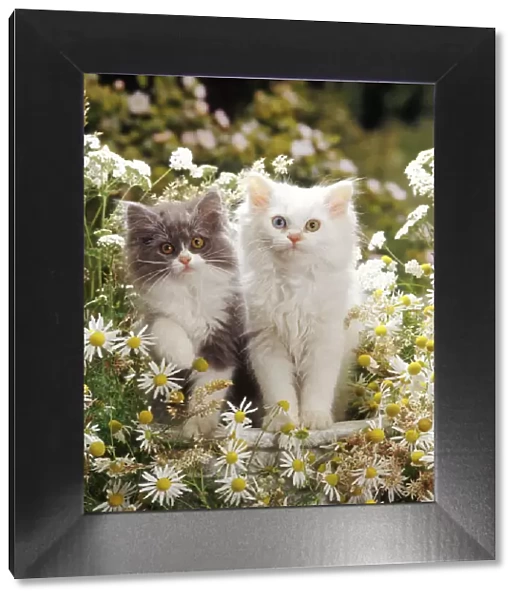 Blue bicolour and odd-eyed white Persian-cross kittens among maywood and yarrow flowers