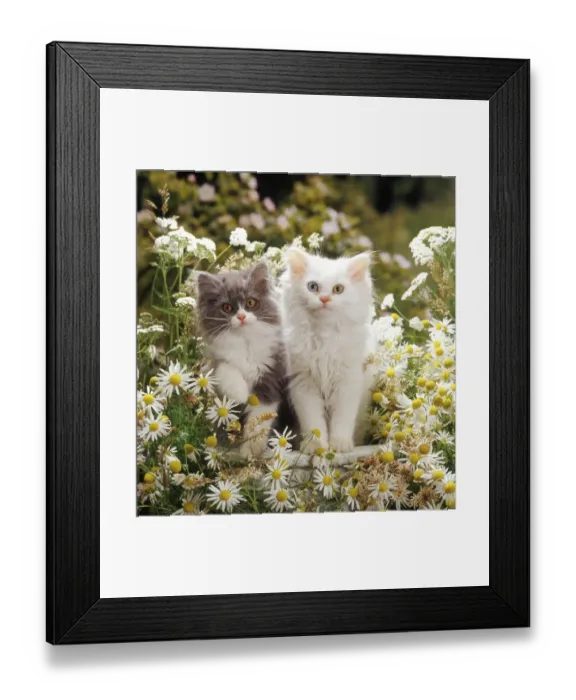 Framed Print : Blue bicolour and odd-eyed white Persian-cross kittens among maywood and yarrow flowers Framed Print : Blue bicolour and odd-eyed white Persian-cross kittens among maywood and yarrow flowers