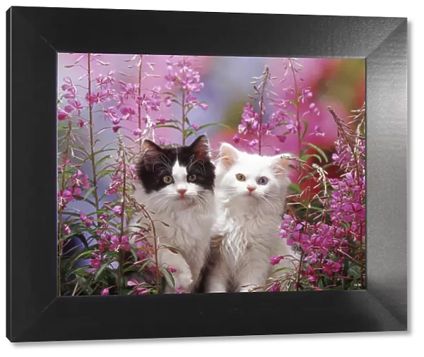 Odd-eyed white and black bicolour Persian-cross kittens, among Rosebay Willowherb