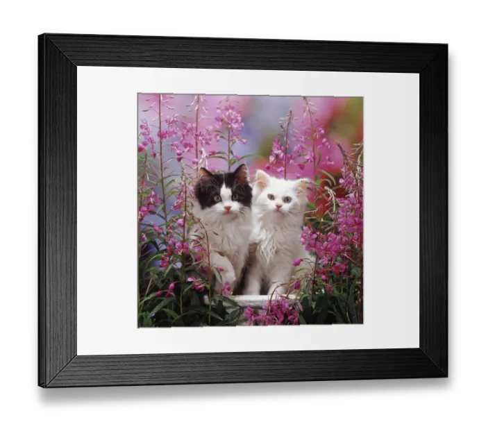 Framed Print : Odd-eyed white and black bicolour Persian-cross kittens, among Rosebay Willowherb Framed Print : Odd-eyed white and black bicolour Persian-cross kittens, among Rosebay Willowherb
