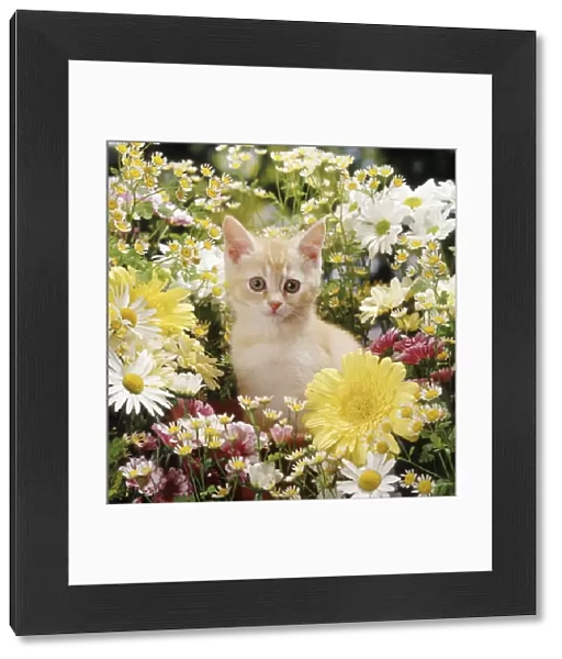 Cream kitten among daisy and chrysanthemum flowers