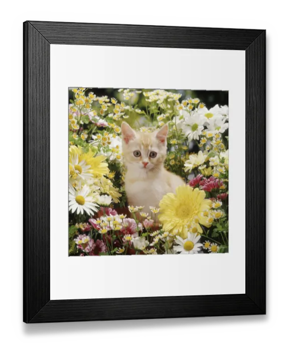 Framed Print : Cream kitten among daisy and chrysanthemum flowers Framed Print : Cream kitten among daisy and chrysanthemum flowers