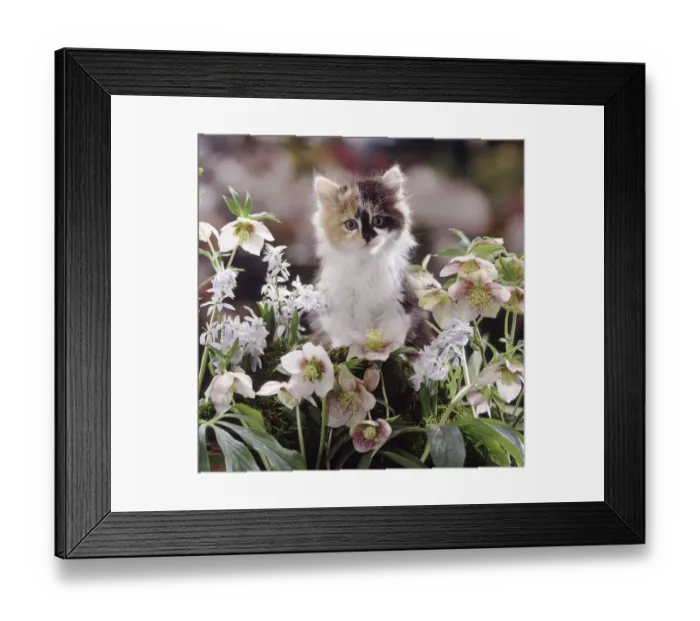 Framed Print : Tortoiseshell-and-white Persian-cross kitten among Scillas and Lenten Roses Framed Print : Tortoiseshell-and-white Persian-cross kitten among Scillas and Lenten Roses