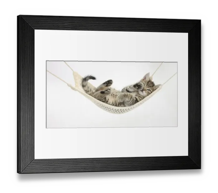 Framed Print : Cute tabby kitten, Stanley, 7 weeks old, lying in a hammock Framed Print : Cute tabby kitten, Stanley, 7 weeks old, lying in a hammock