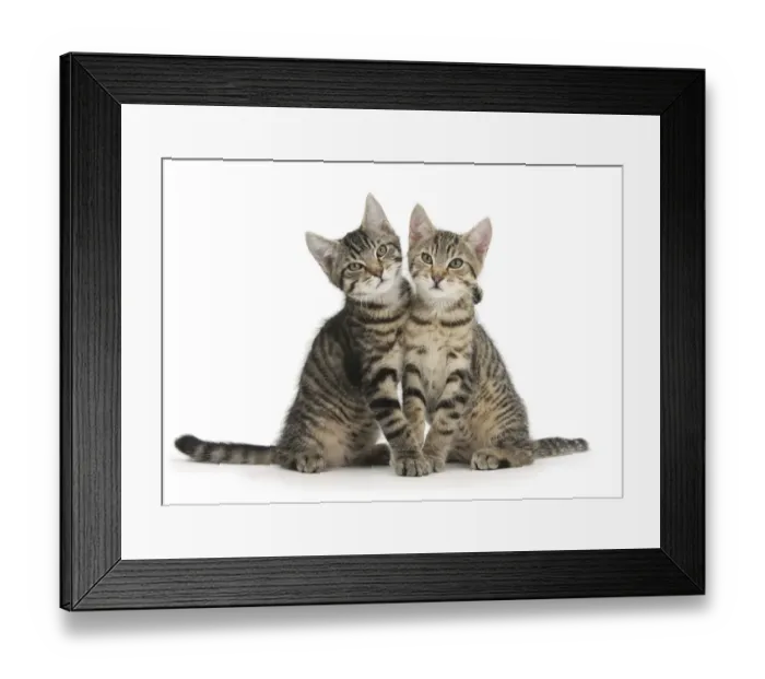 Framed Print : Tabby kittens, Stanley and Fosset, 3 months old, sitting and snuggling together Framed Print : Tabby kittens, Stanley and Fosset, 3 months old, sitting and snuggling together