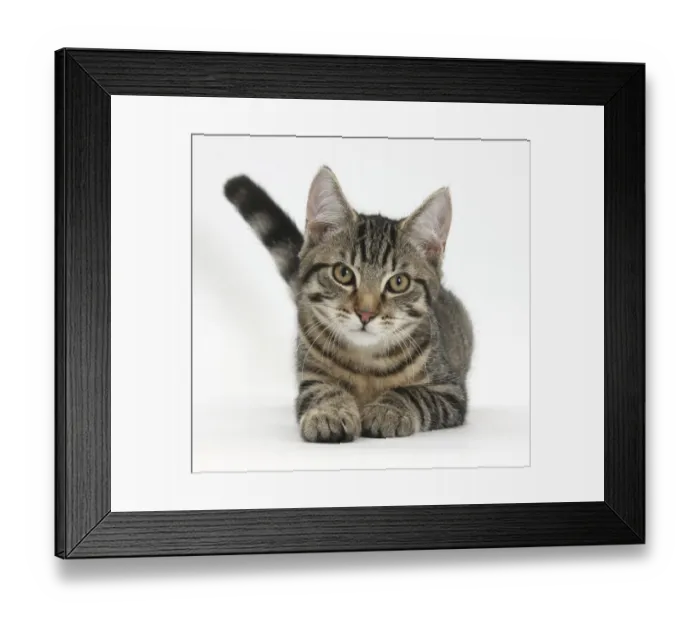 Framed Print : Tabby male kitten, Fosset, 4 months old, lying with his head up Framed Print : Tabby male kitten, Fosset, 4 months old, lying with his head up