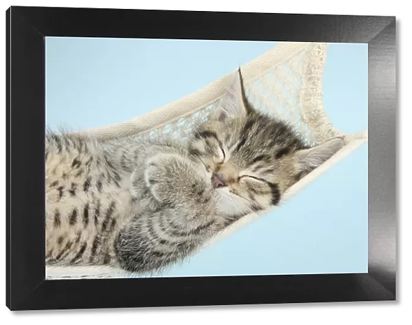 Cute tabby kitten, Stanley, 7 weeks, sleeping in a hammock