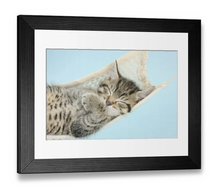 Framed Print : Cute tabby kitten, Stanley, 7 weeks, sleeping in a hammock Framed Print : Cute tabby kitten, Stanley, 7 weeks, sleeping in a hammock