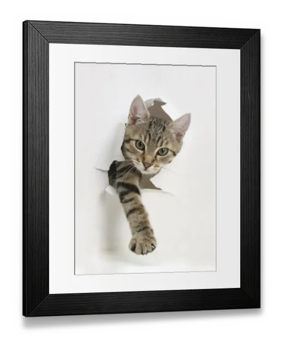 Framed Print : Tabby kitten, Stanley, 4 months old, breaking through paper Framed Print : Tabby kitten, Stanley, 4 months old, breaking through paper
