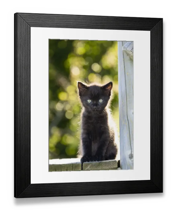 Framed Print : Black kitten in garden, Germany