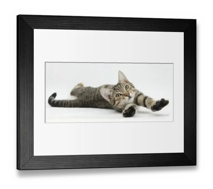 Framed Print : Tabby male kitten, Stanley, 4 months old, lying and stretching out Framed Print : Tabby male kitten, Stanley, 4 months old, lying and stretching out