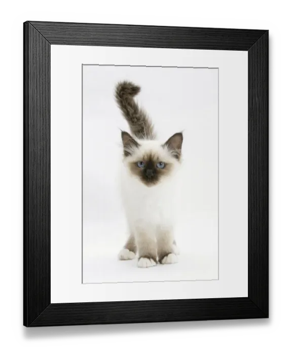Framed Print : Birman kitten against white background