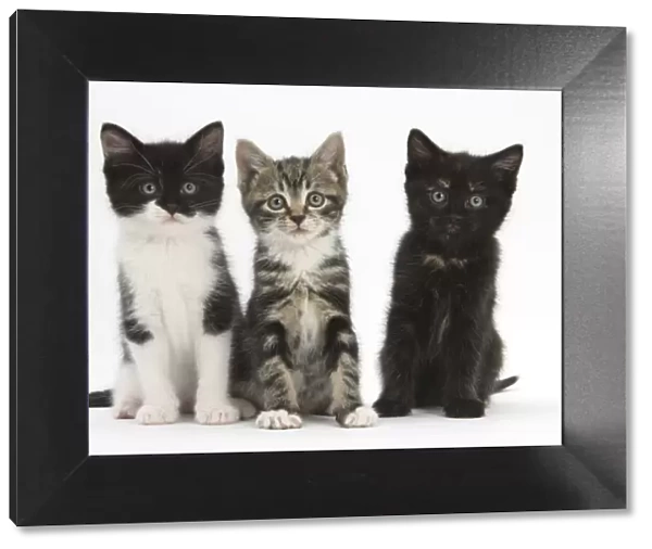 Three kittens with different black and white markings, sitting together, against