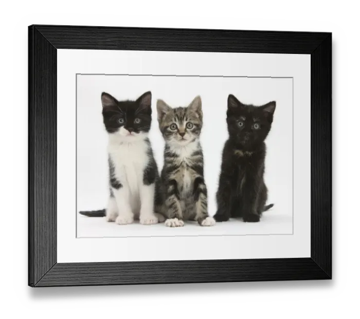Framed Print : Three kittens with different black and white markings, sitting together, against Framed Print : Three kittens with different black and white markings, sitting together, against